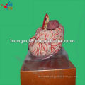 ISO Advanced Cerebral Artery model, Human Brain Anatomy Model